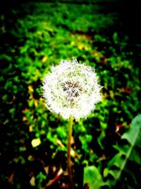 Close-up of white dandelion flower