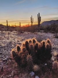 Cactus growing on field against sky during sunset