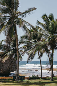 Palm trees by sea against sky