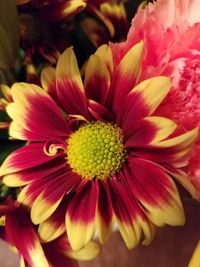 Close-up of pink dahlia flower