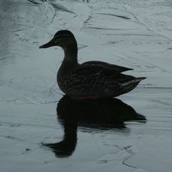 Close-up of duck swimming on lake