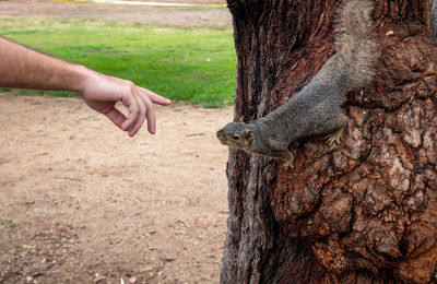 View of the hands of a man trying to touch a squirrel in a tree.