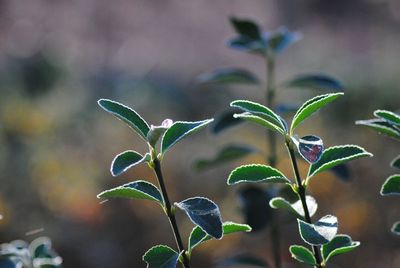 Close-up of plant against blurred background