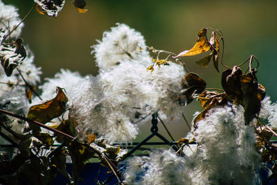 Close-up of wilted flower plant