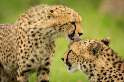 Close-up of cheetah cub washing its mother