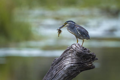 Close-up of bird perching on wooden post