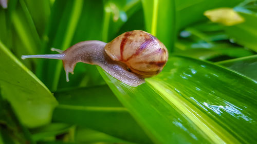 Close-up of snail on leaves