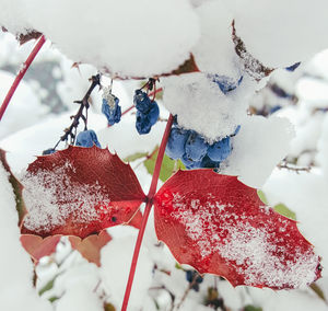 Close-up of frozen leaves during winter