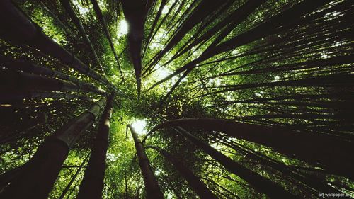 Low angle view of bamboo trees in forest