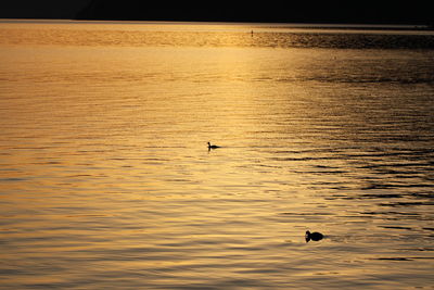 Silhouette birds swimming in sea