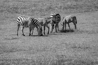 Zebra crossing in a field