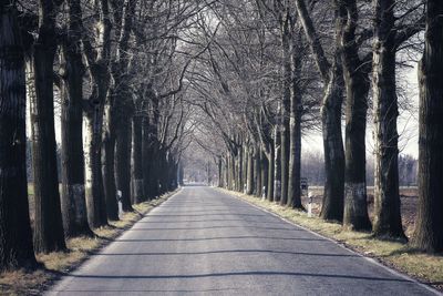 Bare trees in forest