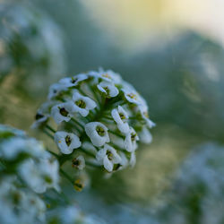 Close-up of white flowering plant