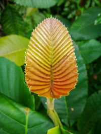 Close-up of yellow flower leaves