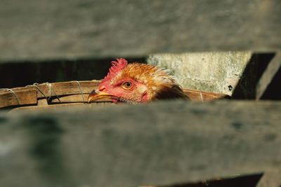 Hen seen through fence