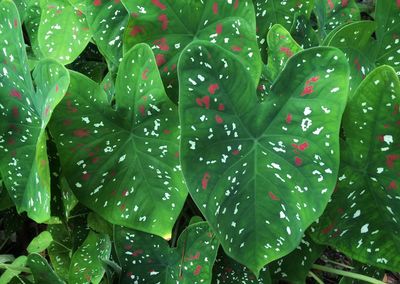 Full frame shot of wet leaves