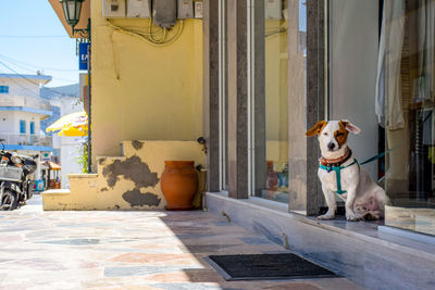 Dog sitting at doorway