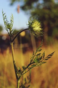 Close-up of thistle plant