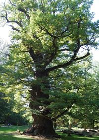 Low angle view of trees in park