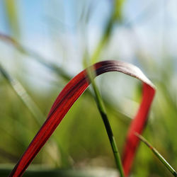 Close-up of red flowering plant