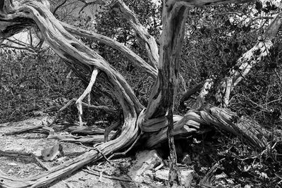 Tree trunk in forest