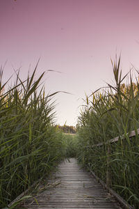 Plants and trees against sky