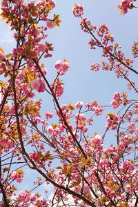 Low angle view of cherry blossom against clear sky