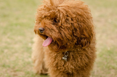 Close-up of dog on field