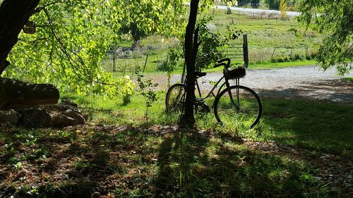 Trees growing in park