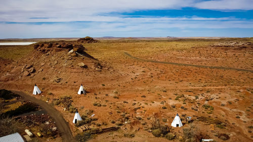 Flock of sheep on a land