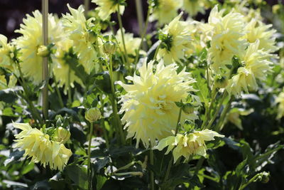 Close-up of white flowering plant