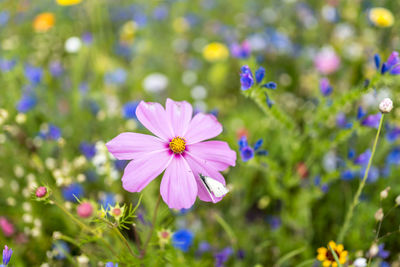 Close-up of purple flowering plants on field