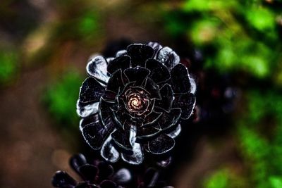 Close-up of wet flower on plant