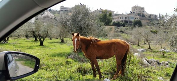 Horse standing in a field