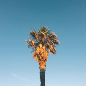 Low angle view of coconut palm tree against clear blue sky