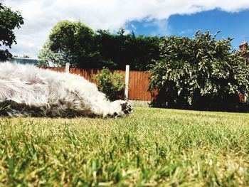 Dog on grass against trees