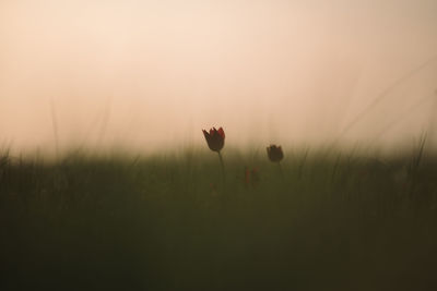 Close-up of poppy flowers blooming on field