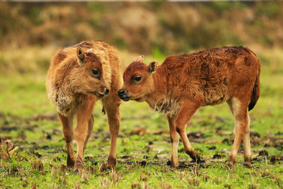 Calves standing on field