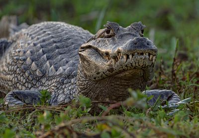 Close-up of crocodile on field