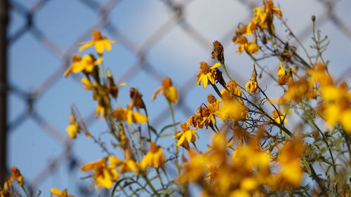 Close-up of yellow flowering plants