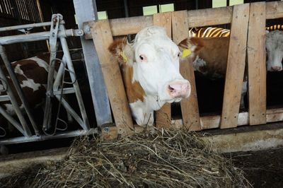 Feeding the cattle in the cowshed, livestock farming in agriculture