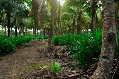 Trees growing on field in forest