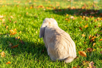 View of duck on field