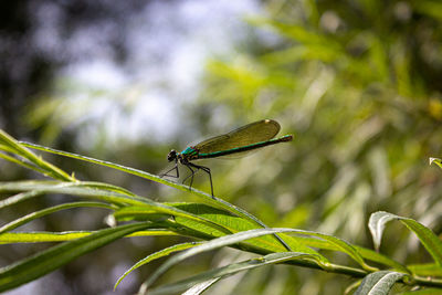 Close-up of grasshopper