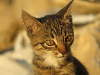 Close-up portrait of tabby cat