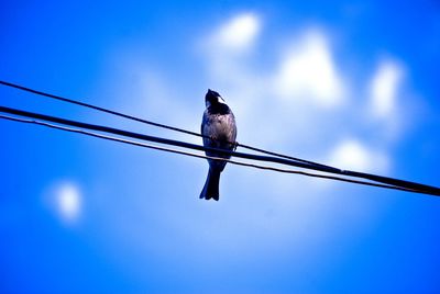 Low angle view of bird perching on cable against blue sky