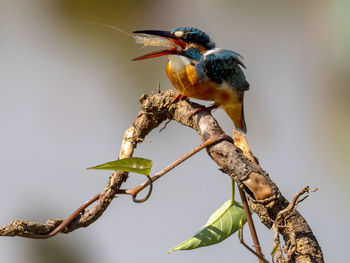 Bird perching on a tree