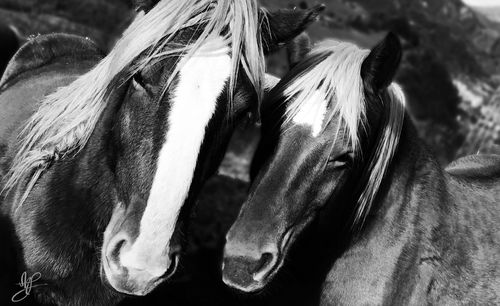 Close-up of a horse