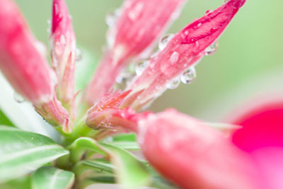 Close-up of wet pink flower blooming outdoors