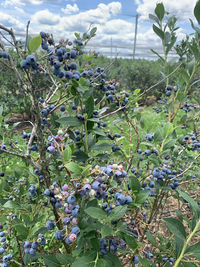 plant